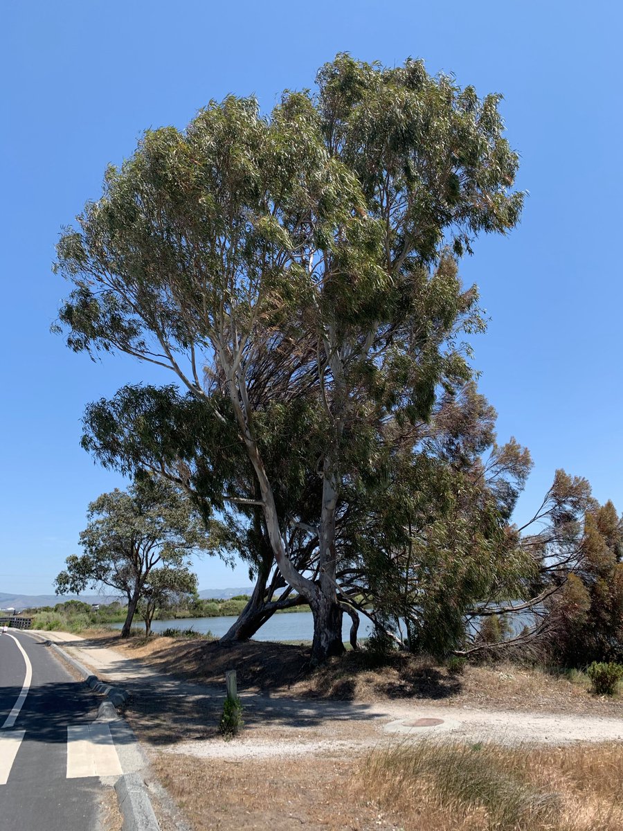 Another good looking tree,