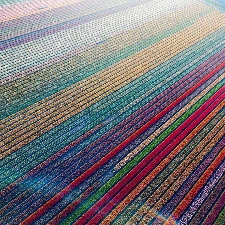 BluesignV's tweet photo. Tulip flower fields in Leshe, Netherlands. 🌷💛💚️💜️💜 https://t.co/f2kkIXyxRp