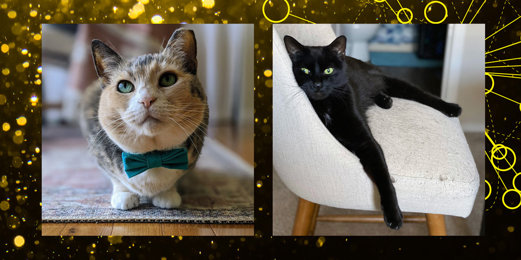 GRID's tweet photo. Uma Purrman and Walter are both ready to watch Interconnection 2020 tonight!

Whether you're dressed up or in your PJs, tuning in with family or a pet, share a pic using #Interconnection2020 for a chance to win GRID swag!

Get your tix before 6pm PT:
https://t.co/dJe47WgDrB https://t.co/Kbgk49L4tu
