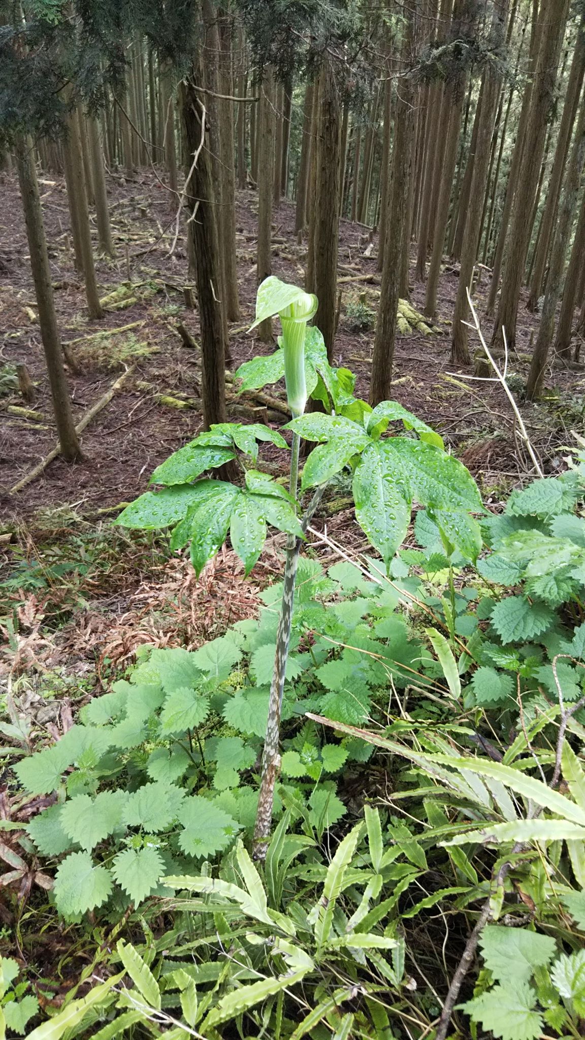 多々狩れ 超きのこ生命体マッシュルーマー 今の時期は色々なテンナンショウ 属の花が見られる 葉とは別に地上から花を伸ばすウラシマソウと違い 茎の先端に開花するマムシグサ 秋になると赤いトウモロコシみたいになるやつ おさんぽミュージアム 多々狩れ 超きのこ生命体マッシュルーマー 今の時期は色々なテンナンショウ 属の花が見られる 葉とは別に地上から花を伸ばすウラシマソウと違い 茎の先端に開花するマムシグサ 秋になると赤いトウモロコシみたいになるやつ おさんぽミュージアム