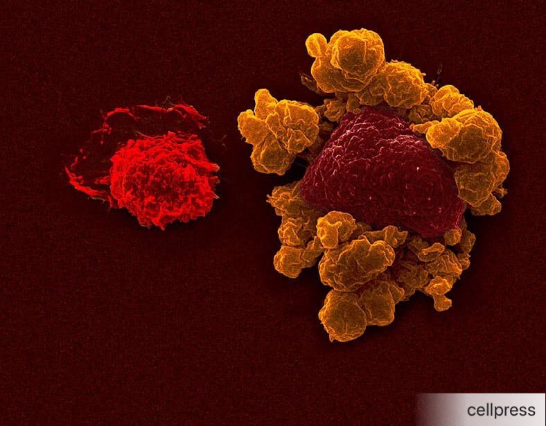 SimpsonTeamUQ's tweet photo. David vs Goliath.
Stunning image by Simon Taplin, @Fer_NK_nando, and Carolina C. Oliveira. @WEHI_research, @UniofQld and @UFPR.
#NKcells #CellPictureShow Check it out: https://t.co/8Pf1siMPJg https://t.co/PgULQfFzpn