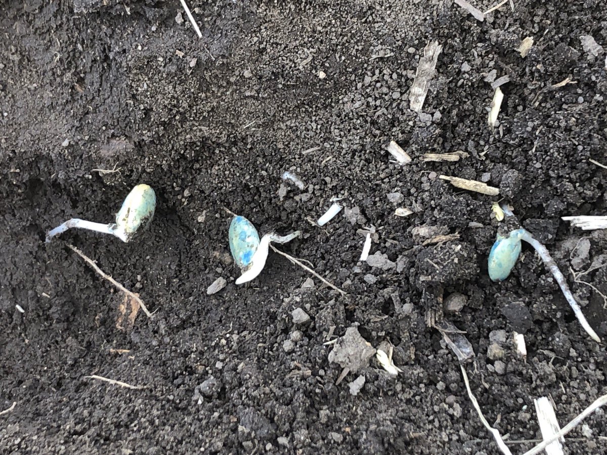 douggomex's tweet photo. These lentils are off to a good start AFTER 4days . #omex #pulseprimer #PDHGFARMS https://t.co/KWLIjei6l7