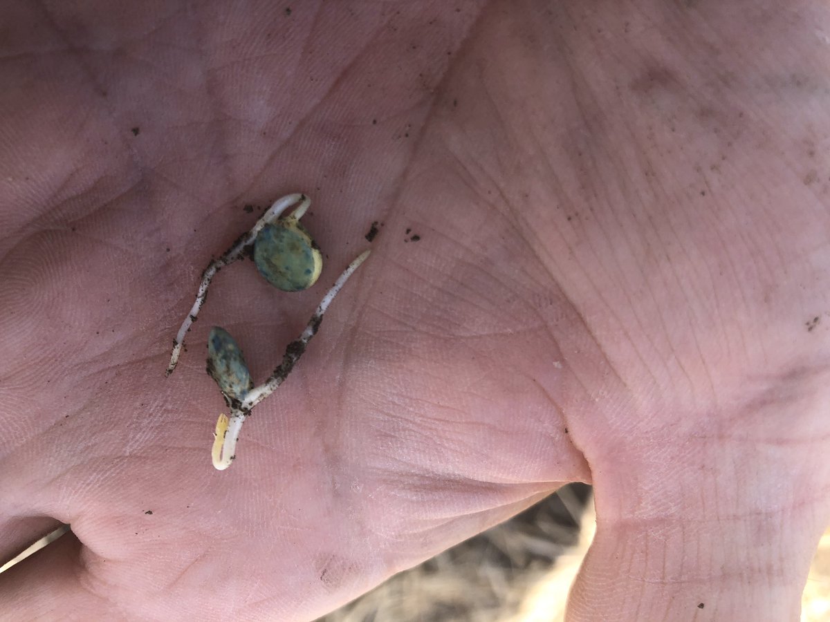 douggomex's tweet photo. These lentils are off to a good start AFTER 4days . #omex #pulseprimer #PDHGFARMS https://t.co/KWLIjei6l7