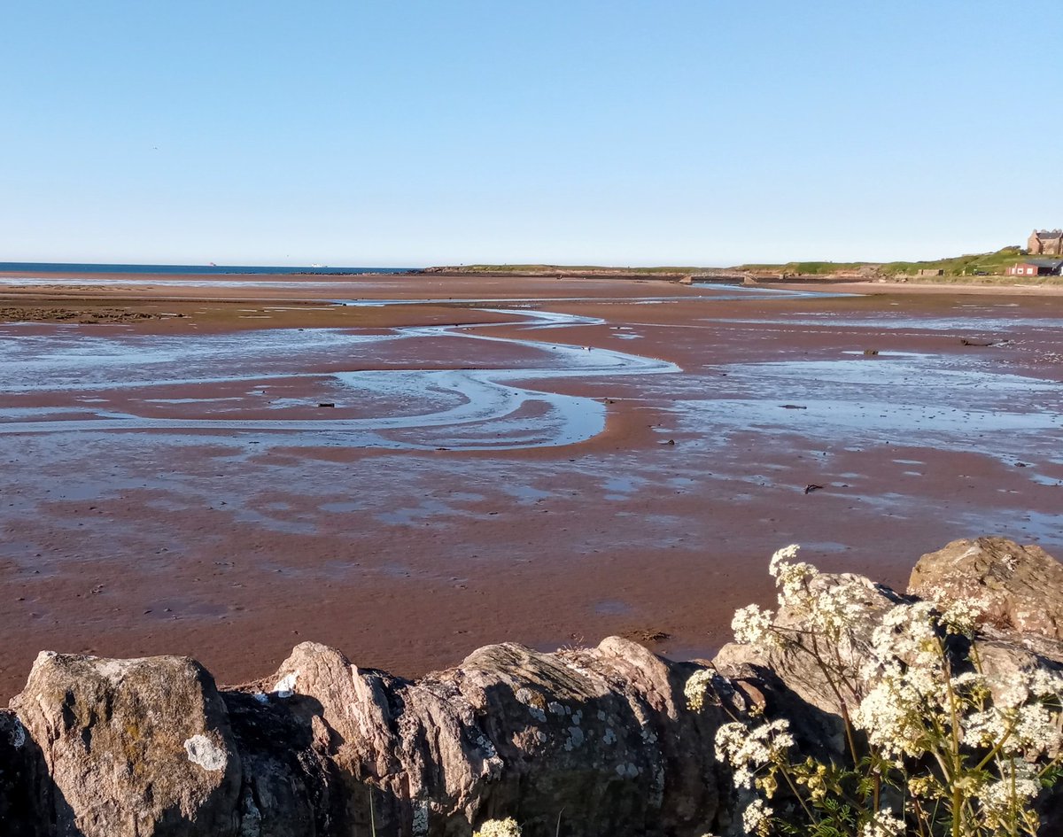 JorvikLass's tweet photo. Breathing, &amp; poodle-walking, on #Belhaven Bay today. Weather incredible &amp; the going-out tide left beautiful, sinuous shapes on the sand - the sea showing us that it too breathes in, and out 🌊 ♥ #NaturalPerspective #EastLothian #40DayChallenge #Volunteering #StayHomeSaveLives https://t.co/TIzed3DEmt