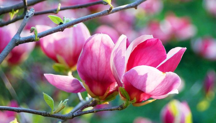 Lovegreen 5月7日の誕生花 モクレン 木蓮 T Co 93hvuajbfy 5月7日 モクレン 花言葉 誕生花 自然への愛 持続性 モクレン科 モクレン属 植物と暮らしを豊かに Lovegreen T Co 1w4o76fvlq Twitter Lovegreen 5月7日の誕生花 モクレン 木蓮 T Co 93hvuajbfy 5月7日 モクレン 花言葉 誕生花 自然への愛 持続性 モクレン科 モクレン属 植物と暮らしを豊かに Lovegreen T Co 1w4o76fvlq Twitter