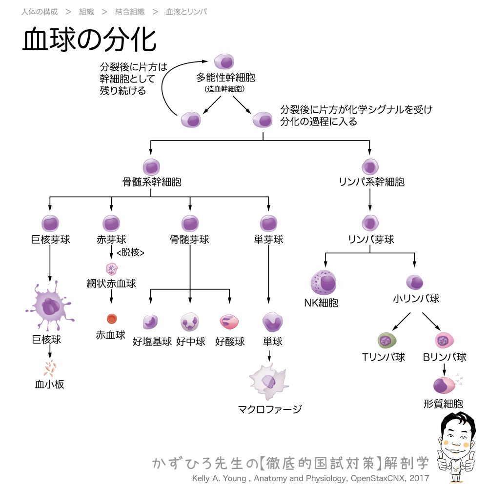 血球の分化】 試験によく出るところを注目してみてみます。 ・赤血球と