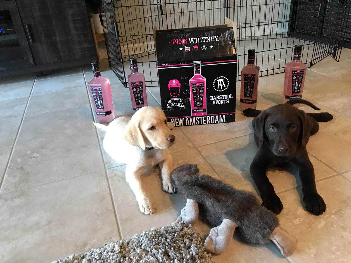 deschnow's tweet photo. @pinkwhitney #PinkWhitDogs https://t.co/4RcG3hggus