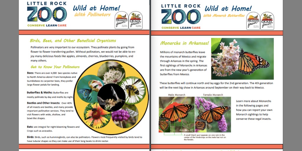 Thank you to Leslie Fowler with <a href="/ArkansasQF/">Quail Forever in Arkansas</a> and Pheasants Forever, Inc. for working with the ed. dept. to develop these great activity packets that were used in the <a href="/LittleRockZoo/">Little Rock Zoo</a>'s Party for the Planet celebration.
ow.ly/2vG850zv7FS &amp; ow.ly/lcuW50zv7FT <a href="/AR_Monarchs/">Arkansas Monarchs</a>
