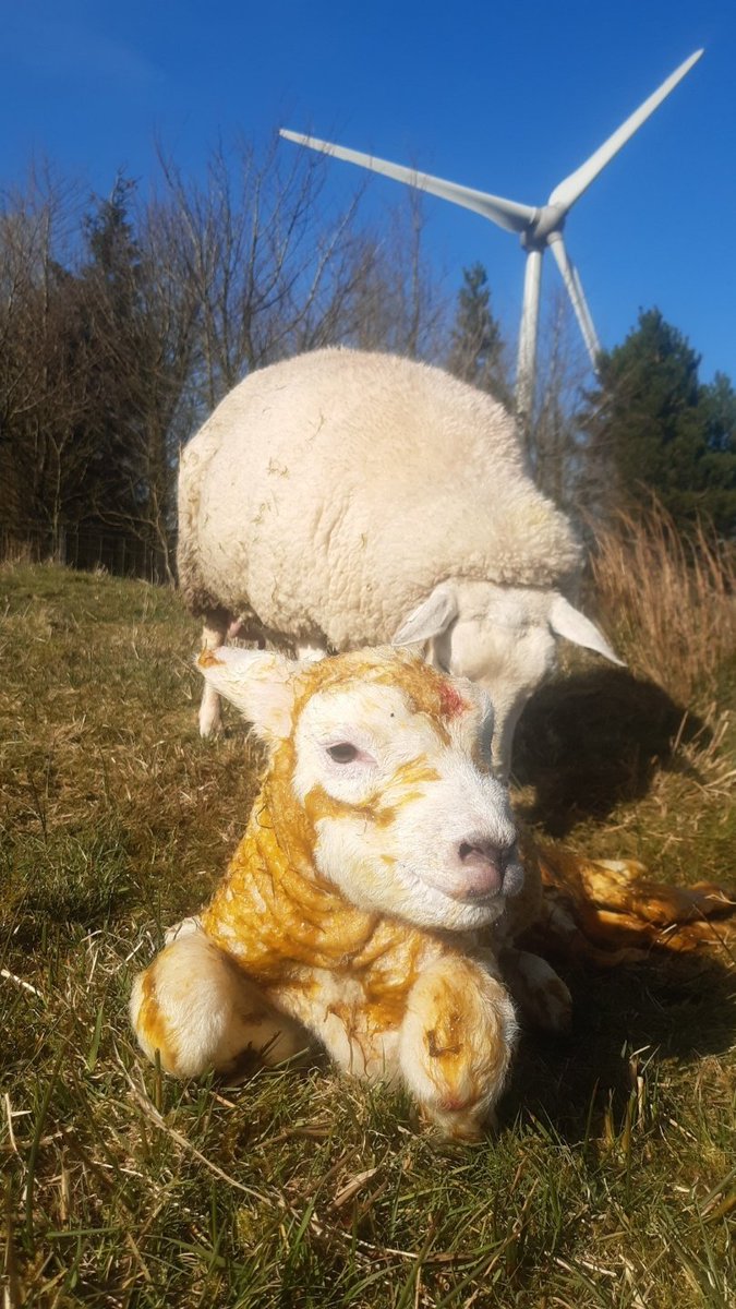 sheepschool's tweet photo. @JCraig1010 @Maolfarmiona Is #sheep365 still a thing?!?! https://t.co/6xqQGSbvI0
