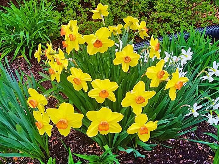 ConnecticutLib1's tweet photo. Lots of signs of spring outside the Mansfield Library. It's beautiful and blooming!
It was taken on a cloudy day in late April.π»πΈ #mansfieldct #springatthelibrary https://t.co/yLPAcOCcOp