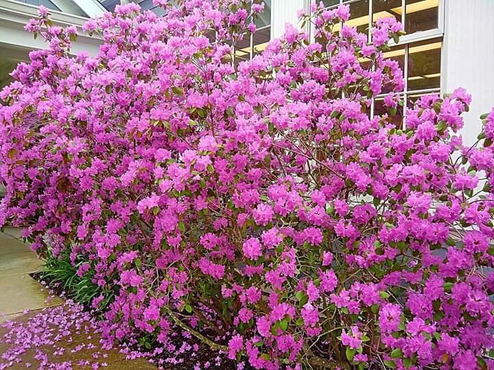 ConnecticutLib1's tweet photo. Lots of signs of spring outside the Mansfield Library. It's beautiful and blooming!
It was taken on a cloudy day in late April.π»πΈ #mansfieldct #springatthelibrary https://t.co/yLPAcOCcOp
