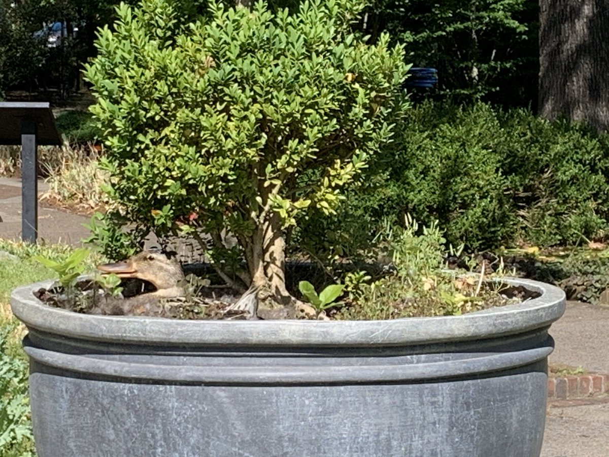 Ducks have taken over the Farnsworth Fountain, and a female is nesting nearby in one of our containers.