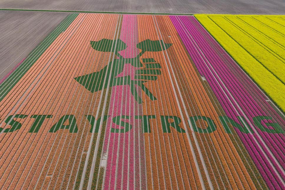 Tulip farmers in Netherlands spell out messages of support with flowers

Dutch tulip farmers are using the flowers to share supportive messages (Getty) Tulip farmers in the Netherlands are using their famous flower beds to share supportive messages superfloral.com/rss-feeds/grow…