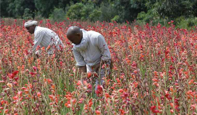 Farmers tending to the flower fields outside Lucknow | Pawan Kumar Times have never been so rotten, say flower growers as the sight of wilting flowers across fields during the nationwide lockdown are driving them to despair. superfloral.com/rss-feeds/grow…