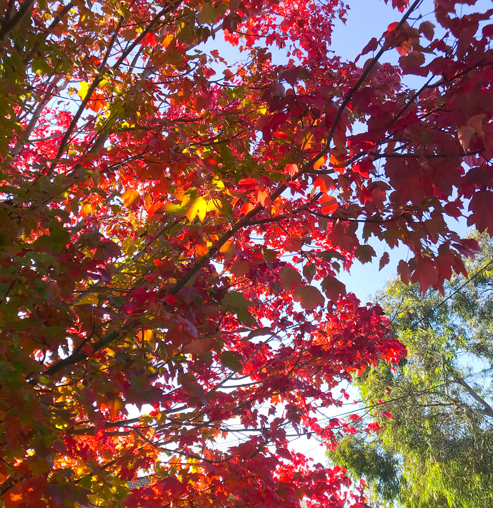 classes_art's tweet photo. Autumn is officially here, took. a photo of this gorgeous Canadian Maple Tree
#autumn #boxhillnorth #red #nature https://t.co/LY42ynw9Q7