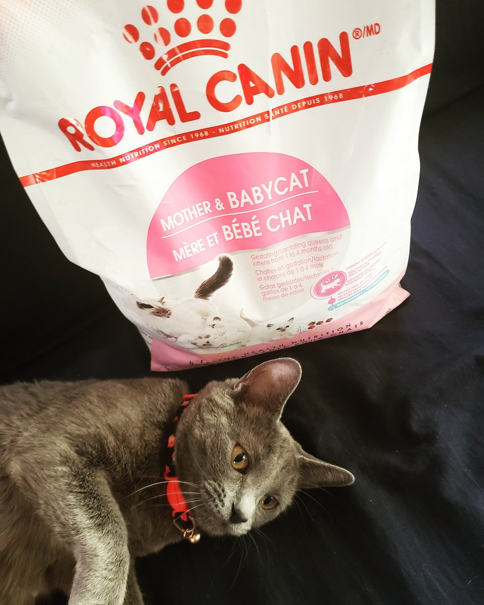 bought some yummy mama cat food from @royalcaninus called Mother & Baby Cat.🐾 It's really important that Lady Grey gets the nutrients and calories her and her babies need.

#mamacat #pregnantcat #catsoflasvegas #royalcanin #petsoflasvegas #motherandbabycat #lasvegaspets