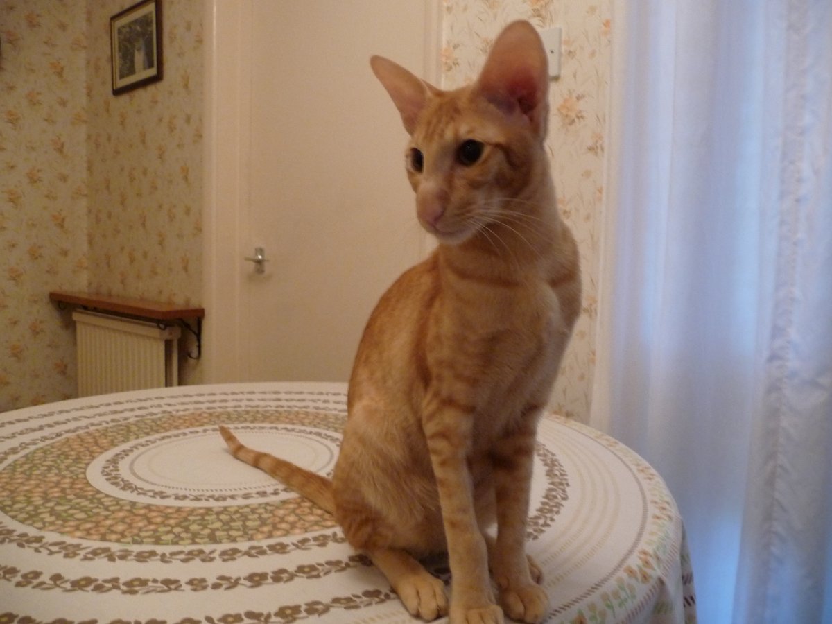 allymarietaylor's tweet photo. R.I.P Mr Ginge only 4 years old. We loved you very much. 07/02/2016 - 06/05/2020. My beautiful oriental boy. https://t.co/Udwlwyt8rI