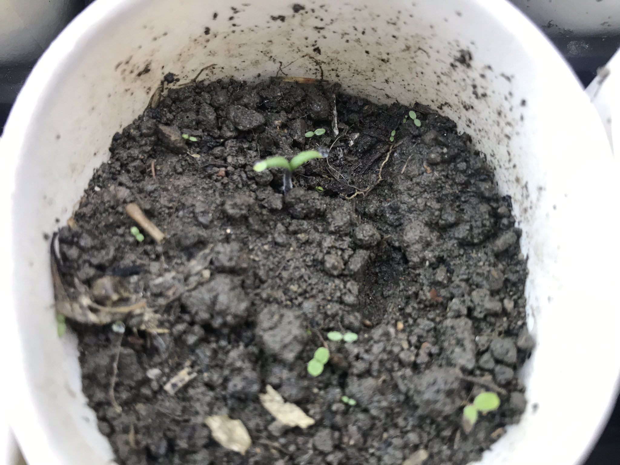 もじゃ 福永雅文 トマト発芽 ポンテローザ トマト もじゃ 福永雅文 トマト発芽 ポンテローザ トマト