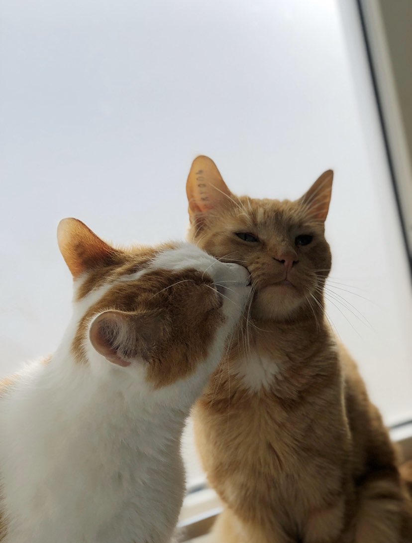 SigneMedG's tweet photo. @notellena my lil dudes 🧡 https://t.co/xZ1kAh3BYU