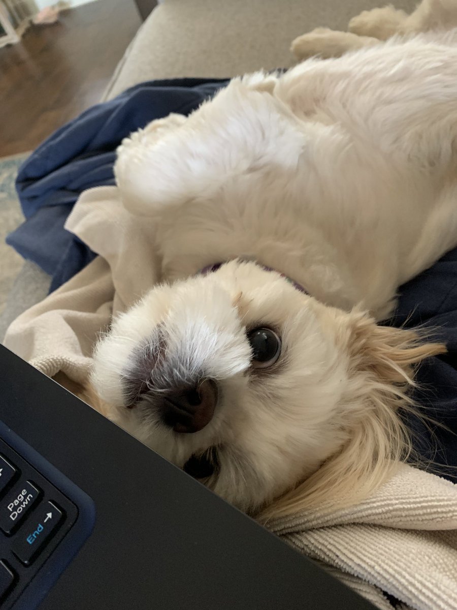 DeannaPowers's tweet photo. Working at home with a puppy... chewing my planner and begging for attention. She’s lucky she’s so cute. 💕 https://t.co/COorwXouLC