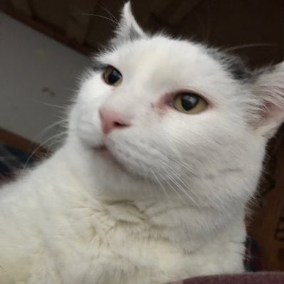 ThompsonDaCat tweet picture