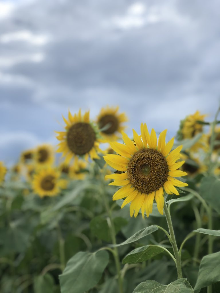 yeIloow's tweet photo. حقل تُباع الشمس في اليابان 🌻💛 https://t.co/NyjVp9bSPO