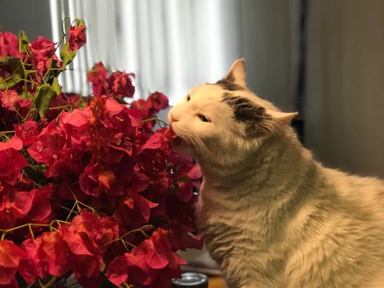 ThompsonDaCat tweet picture