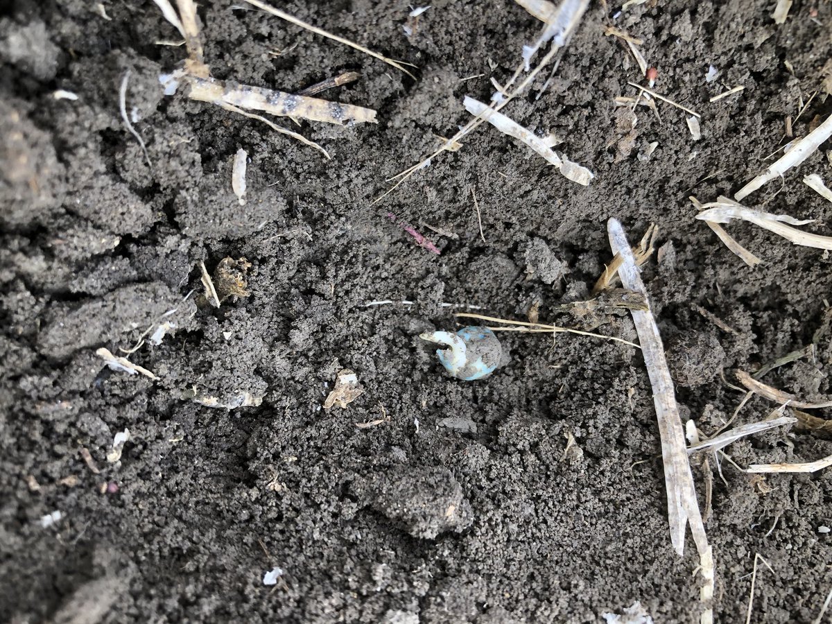 Field peas seeded 4 days ago, are off and growing #plant20