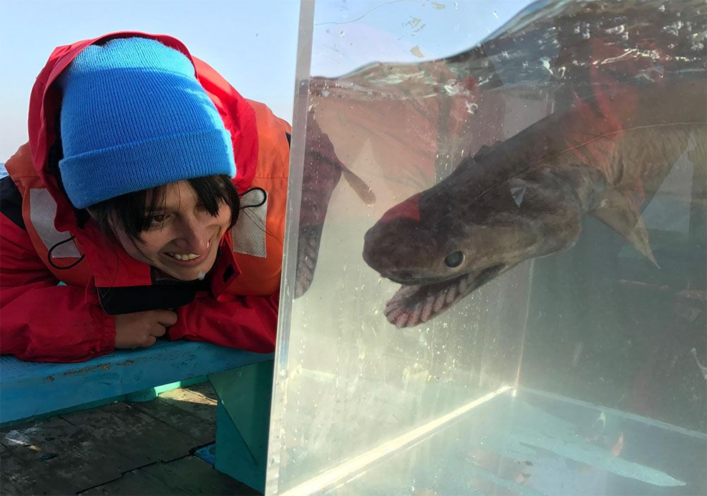 Sharks4Kids's tweet photo. Join us tomorrow for another JAWsome #WomeninScience Webinar with @VickySharky
➡️ Discovering Lost Sharks ( #AlienSharks)
➡️ Link to watch LIVE https://t.co/MF3hCPN6Di
➡️ Age 10+
#sharkscience
#schoolsoutscience
#deepseasharks
#WomenInSTEM https://t.co/FuwQ46LIQc