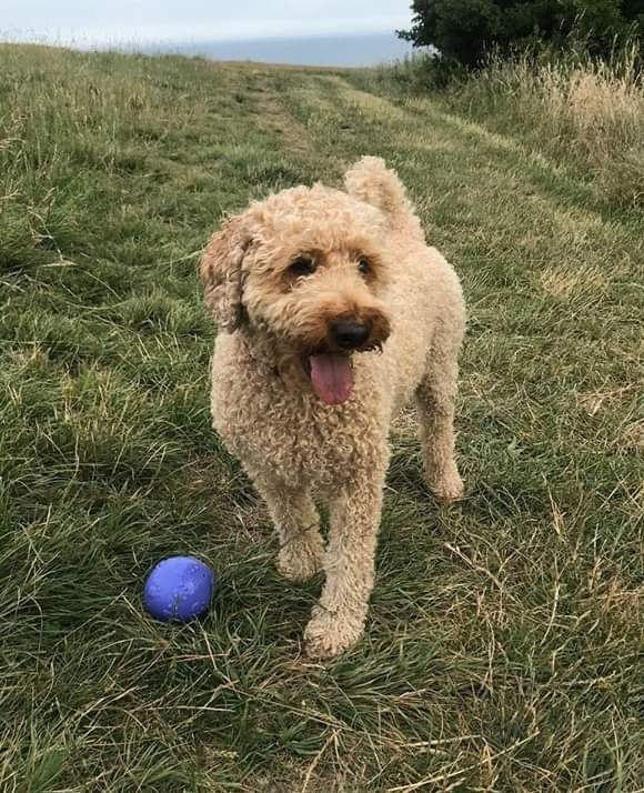 EmmaSearchForD1's tweet photo. Let's find missing Bertie🆘️C'mon celebs🤞give us your best retweet-1 of your followers may know something🐾👀 #saltdean #newhaven #eastsussex @fernemccann @westbrookdanni @DanniiMinogue @Matthew_Wright @reallorraine @LozzaFox @Misskeeleyhawes @Fern_Britton @omid9 @scobie 🆘️ https://t.co/HKiiQcIuN2