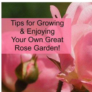 Grow Better Roses How To Grow Great Roses Grow Better Roses How To Grow Great Roses