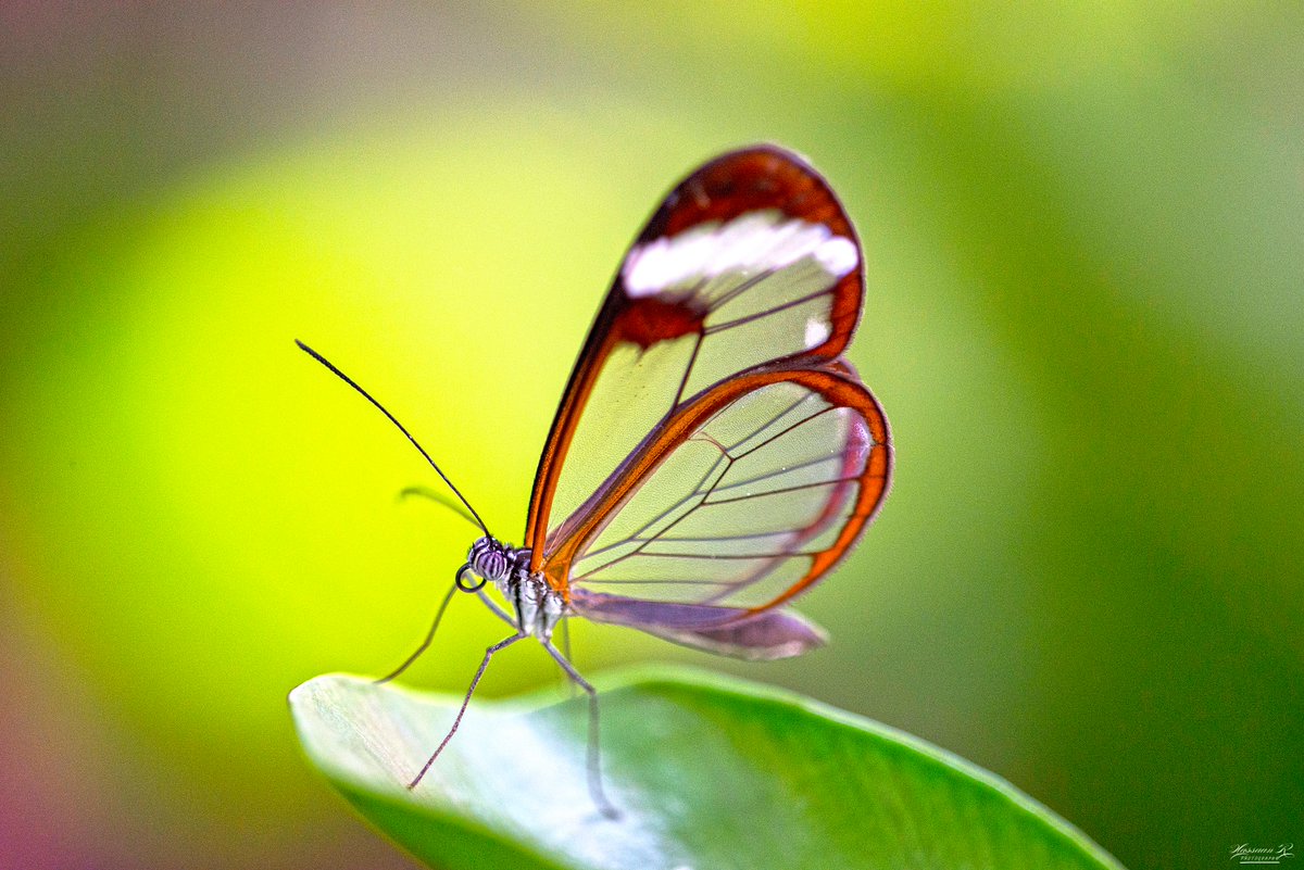 Sigma_Photo's tweet photo. Congratulations to Hassaan Rasheed (mypixtagram on IG) for his Week 4 winning photograph for our #SigmaShotAtHome contest!
Learn more and enter next week's contest:
https://t.co/MNSmtJhRDY
#sigmaphoto #photography #macrophotography #macro #insect #insects #insectphotography https://t.co/Q56hLGK7R0