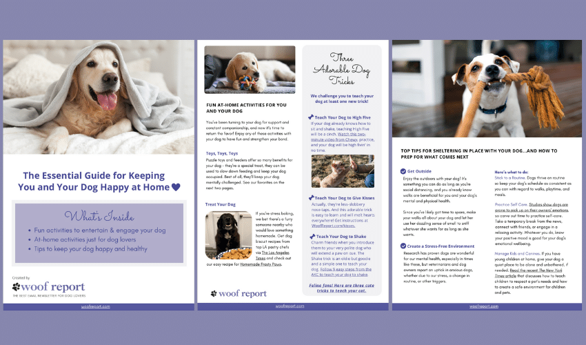 woofreport's tweet photo. Get our free 10-page guide with 50+ of our best ideas, links, and resources to keep you and your dog happy at home! 🐕🏡 💗 Also, get tips to help your dog transition to when you head back to work and other activities. 👉https://t.co/D1vrIBWAyr https://t.co/vwLuro5Tmi