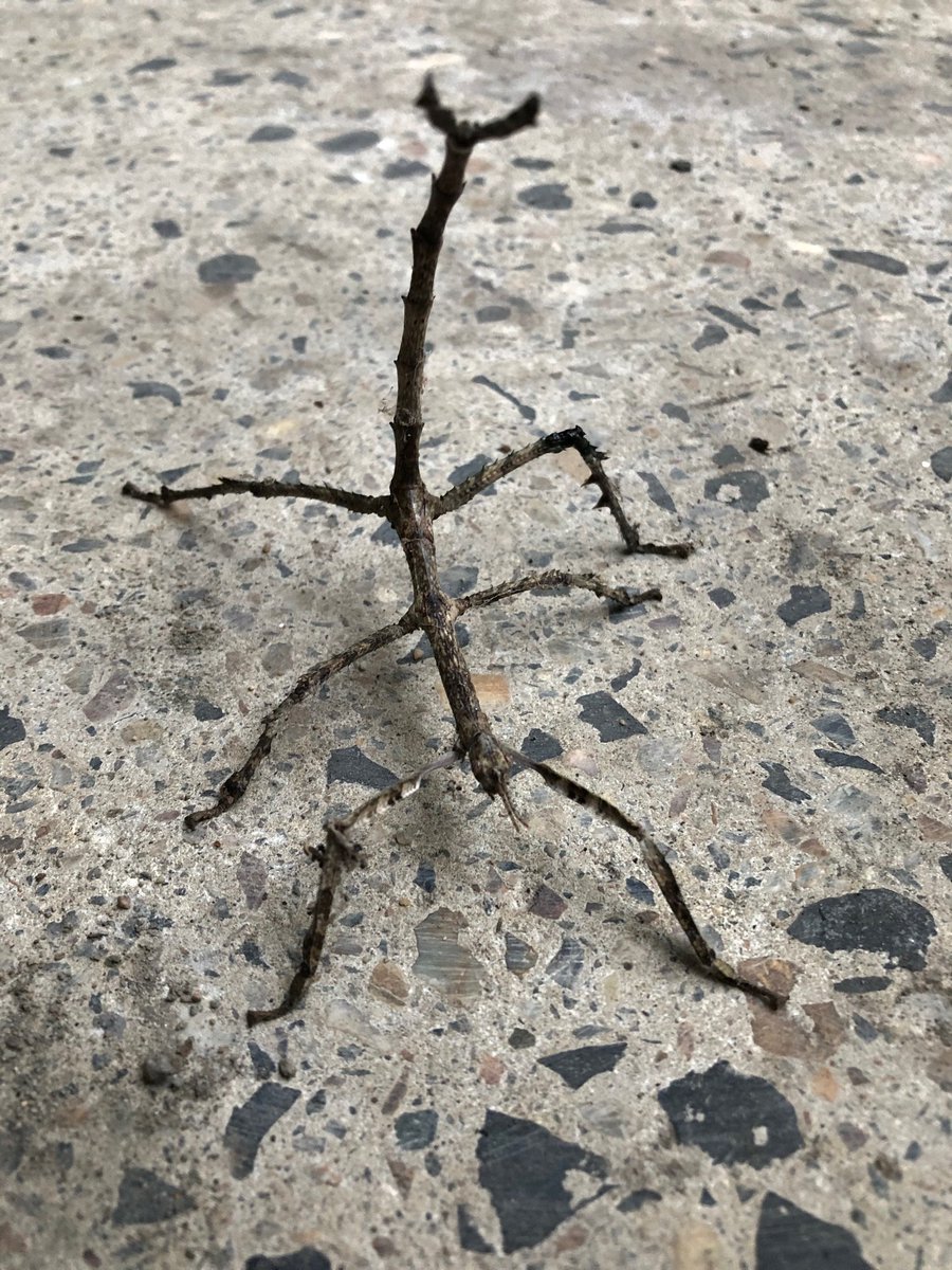 VenomsLab's tweet photo. Hey @StickmanBraxton, found this cool #phasmid on front patio of my house in Brisbane (located near #MtCoottha). Any idea of species? Our yard is full of natives, mainly #eucalypt, but also #banksia, #bottlebrush, #brushbox, #Buckinghamia, #grevillea, #palms & #wattle. https://t.co/83kY8P5Beo
