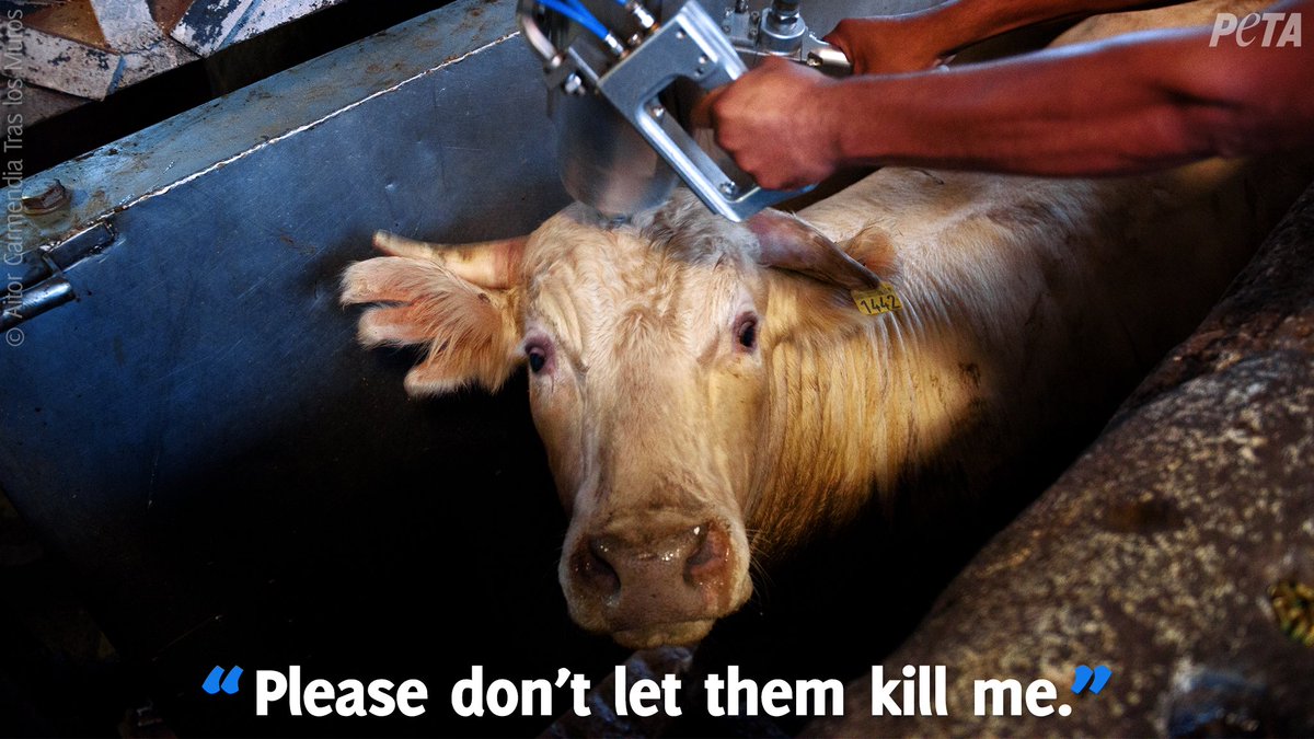 peta's tweet photo. What you choose to eat is a life or death decision. #EndSpeciesism https://t.co/xhOLSGHpIT