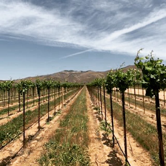 Felt so good to be back in the vineyard today! Getting to know my new stomping grounds