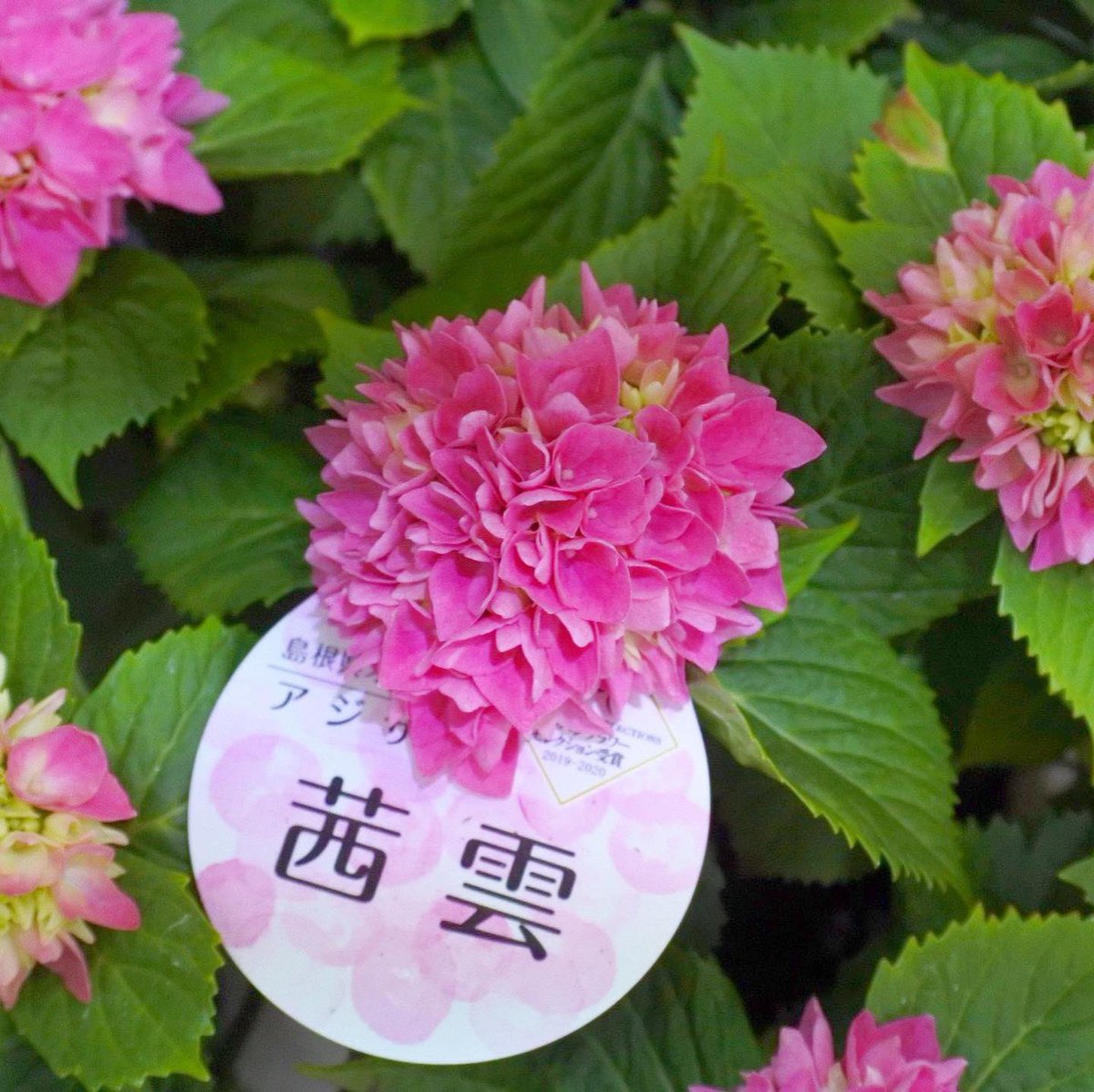 フラワーウッド 紫陽花 茜雲 新品種 アジサイ ふんわりと可愛らしい小玉のタマアジサイがとっても可愛く ついつい足を止めてしまいます 本日 最終の入荷ですが 人気すぎで残り3株 どうしても欲しい方はお電話にてご予約の上 ご来店ください