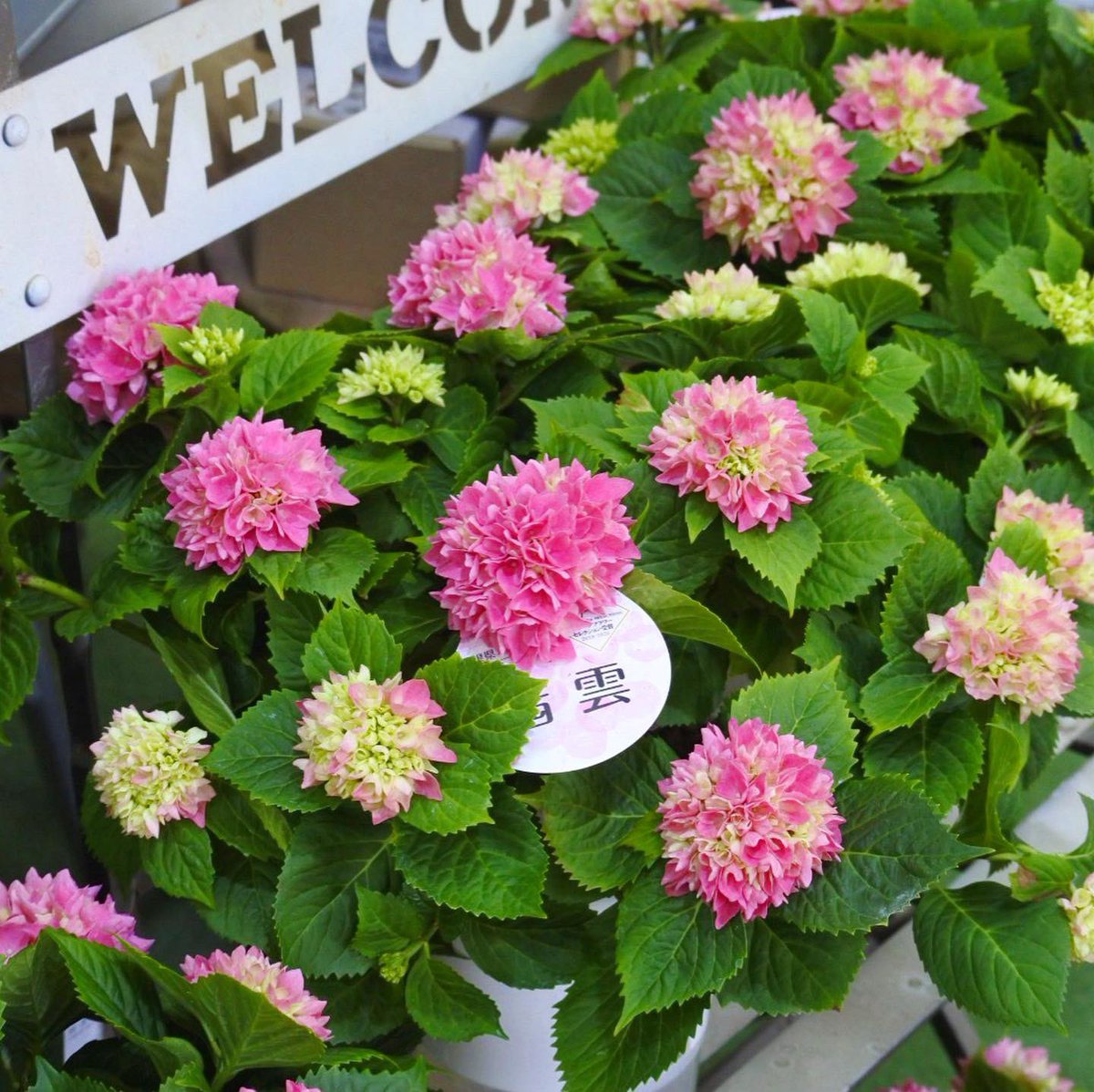 フラワーウッド 紫陽花 茜雲 新品種 アジサイ ふんわりと可愛らしい小玉のタマアジサイがとっても可愛く ついつい足を止めてしまいます 本日 最終の入荷ですが 人気すぎで残り3株 どうしても欲しい方はお電話にてご予約の上 ご来店ください