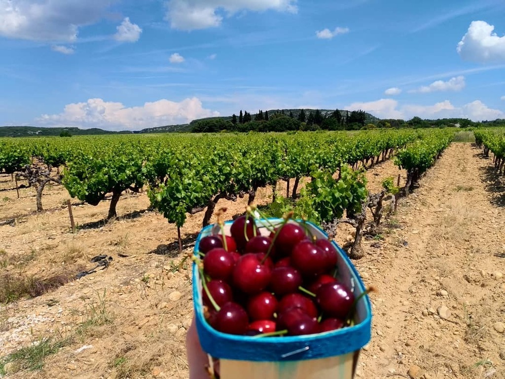 thinkrai's tweet image. #souvenir #campagne #france #ceriseshttps://instagr.am/p/B_32P0ygvJq/