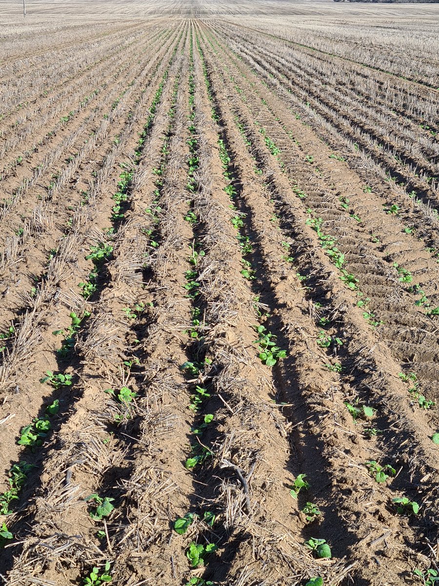 For a change we have Canola up in May