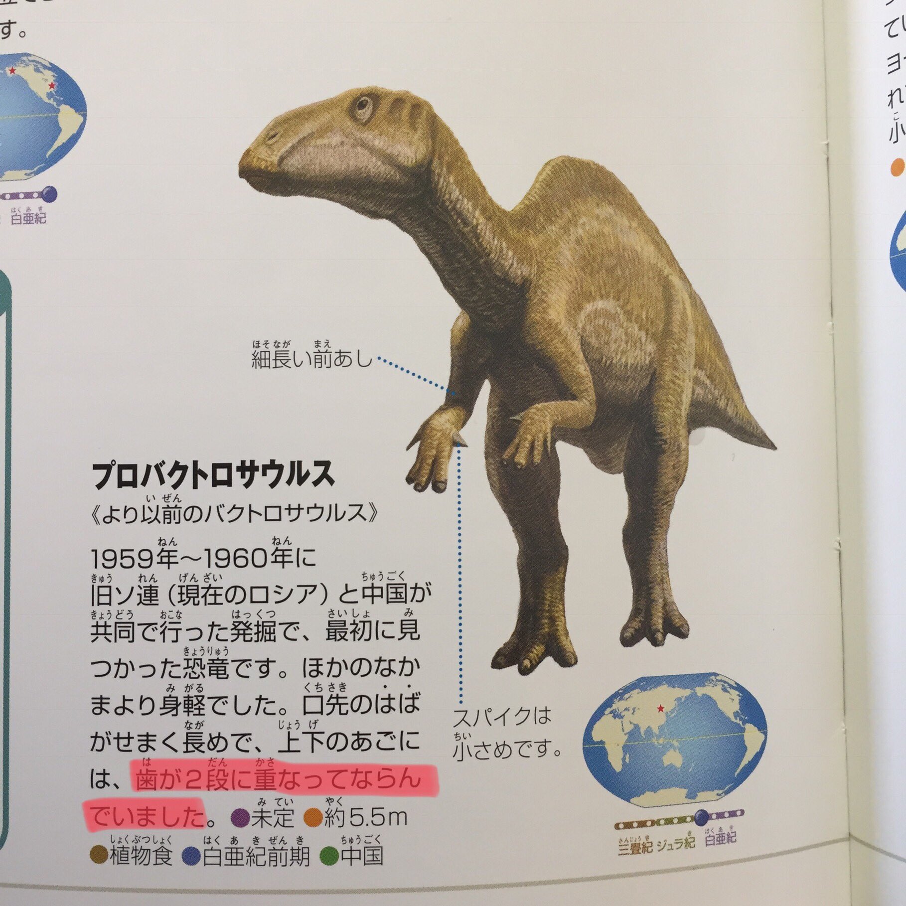 小林快次 恐竜まみれ Official クイズ 上級 ９ について 図鑑には２本って書いてあったんだね 私たち研究者の中では 歯槽にある使われている歯 機能している歯 と生え変わりを待っている歯の数を数えます このように数えるとプロバクトロ