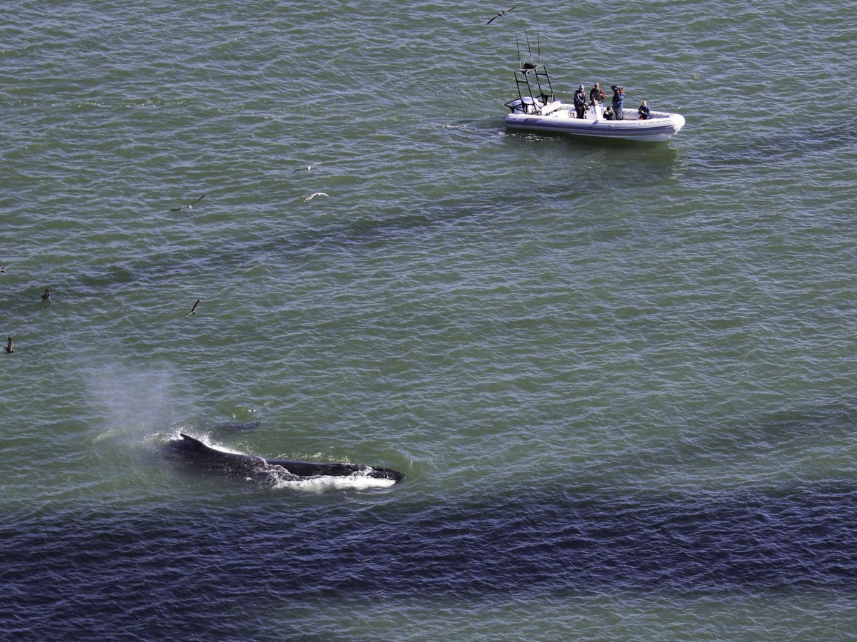 TMMC's tweet photo. #HappyHumpday from Crazy Ivan 🐋 a #HumpbackWhale spotted in SF Bay late last season and again already this year! Since 2016, our experts have identified and catalogued 74 humpbacks in the Bay 😱 Support this research at https://t.co/FIWp8mQO2Q. https://t.co/0RrfVaW60p