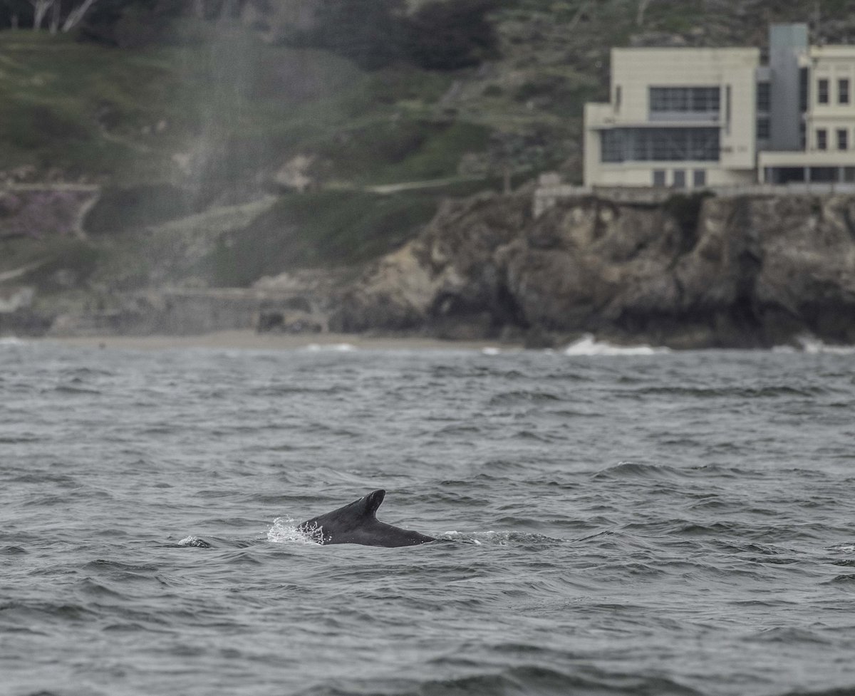 TMMC's tweet photo. #HappyHumpday from Crazy Ivan 🐋 a #HumpbackWhale spotted in SF Bay late last season and again already this year! Since 2016, our experts have identified and catalogued 74 humpbacks in the Bay 😱 Support this research at https://t.co/FIWp8mQO2Q. https://t.co/0RrfVaW60p