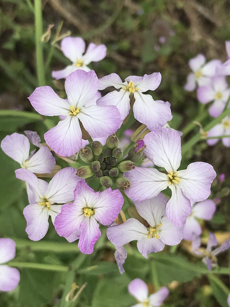 森の黄苺 大根の花とハマダイコン 浜大根 の花は基本的に違うみたいです 普通の食用の大根の花 ハマダイコンの花 大根が野生化したみたいで 根は牛蒡似 拾い画像 菜の花 アブラナ科の花の総称みたいです 白菜も青梗菜も キャベツも