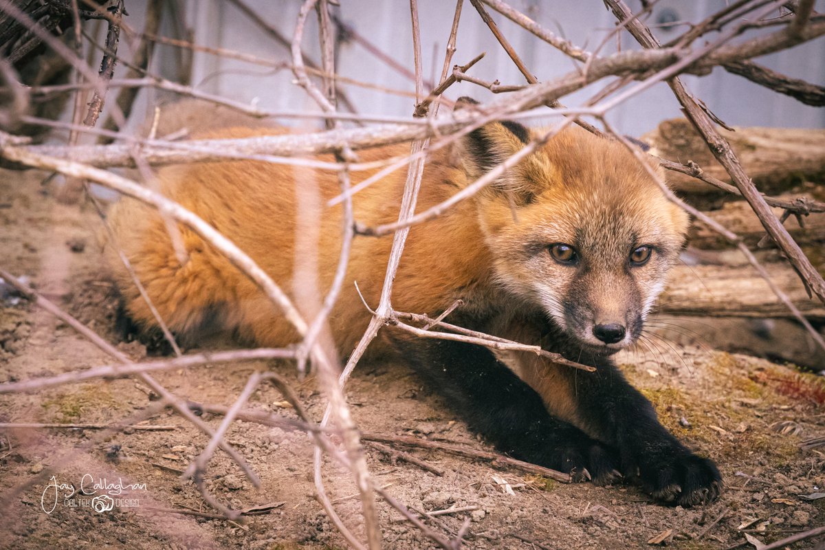 caltek79's tweet photo. Sticking to the spring baby theme. Managed to track down a fox pup in @cityptbo tonight.

Little guy was a ham for the camera.

Please RT if you like them.

@Ptbo_Canada @CanonCanada @HenrysCamera @weathernetwork @AnimalPlanet  @kawarthaNOW  @Ptboexplores https://t.co/xRZkMZpug6