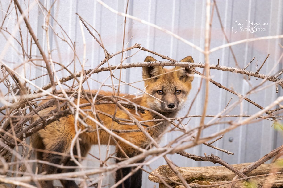 caltek79's tweet photo. Sticking to the spring baby theme. Managed to track down a fox pup in @cityptbo tonight.

Little guy was a ham for the camera.

Please RT if you like them.

@Ptbo_Canada @CanonCanada @HenrysCamera @weathernetwork @AnimalPlanet  @kawarthaNOW  @Ptboexplores https://t.co/xRZkMZpug6