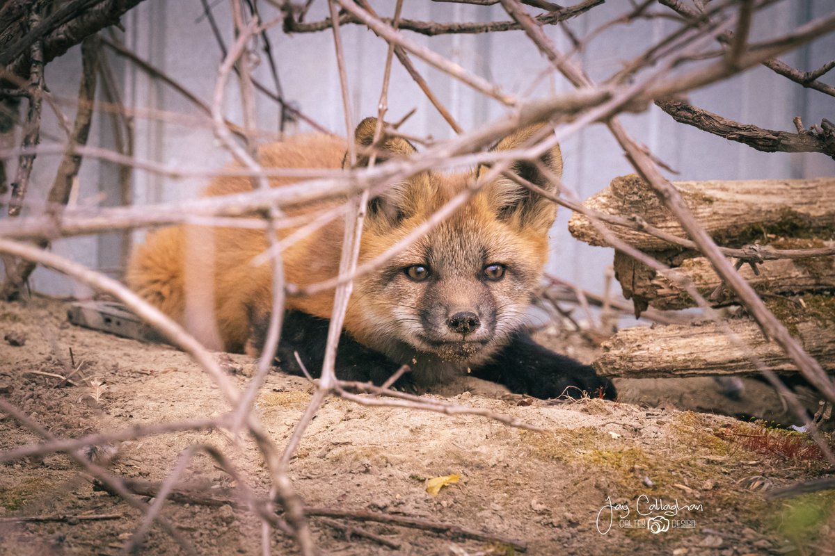 caltek79's tweet photo. Sticking to the spring baby theme. Managed to track down a fox pup in @cityptbo tonight.

Little guy was a ham for the camera.

Please RT if you like them.

@Ptbo_Canada @CanonCanada @HenrysCamera @weathernetwork @AnimalPlanet  @kawarthaNOW  @Ptboexplores https://t.co/xRZkMZpug6