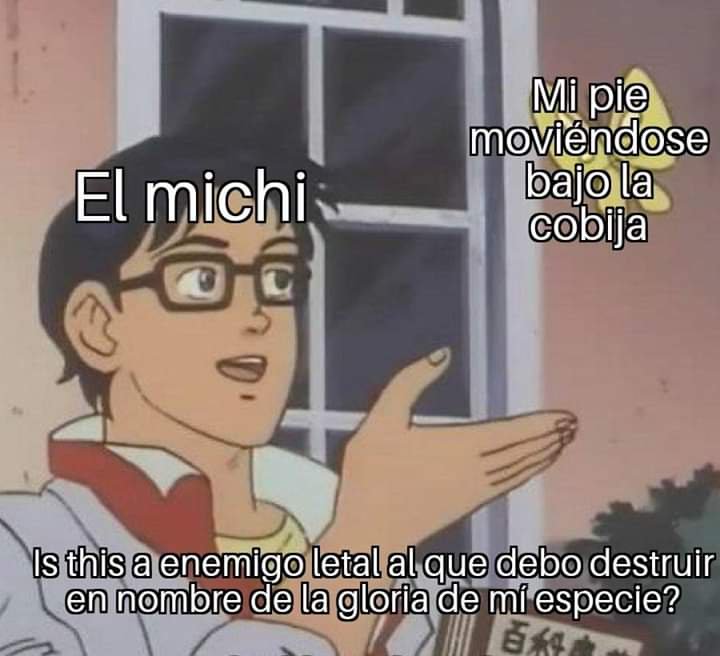 🎄Gatitos que curan tu depresión 🎄 (@gatitos_qctd) on Twitter photo 