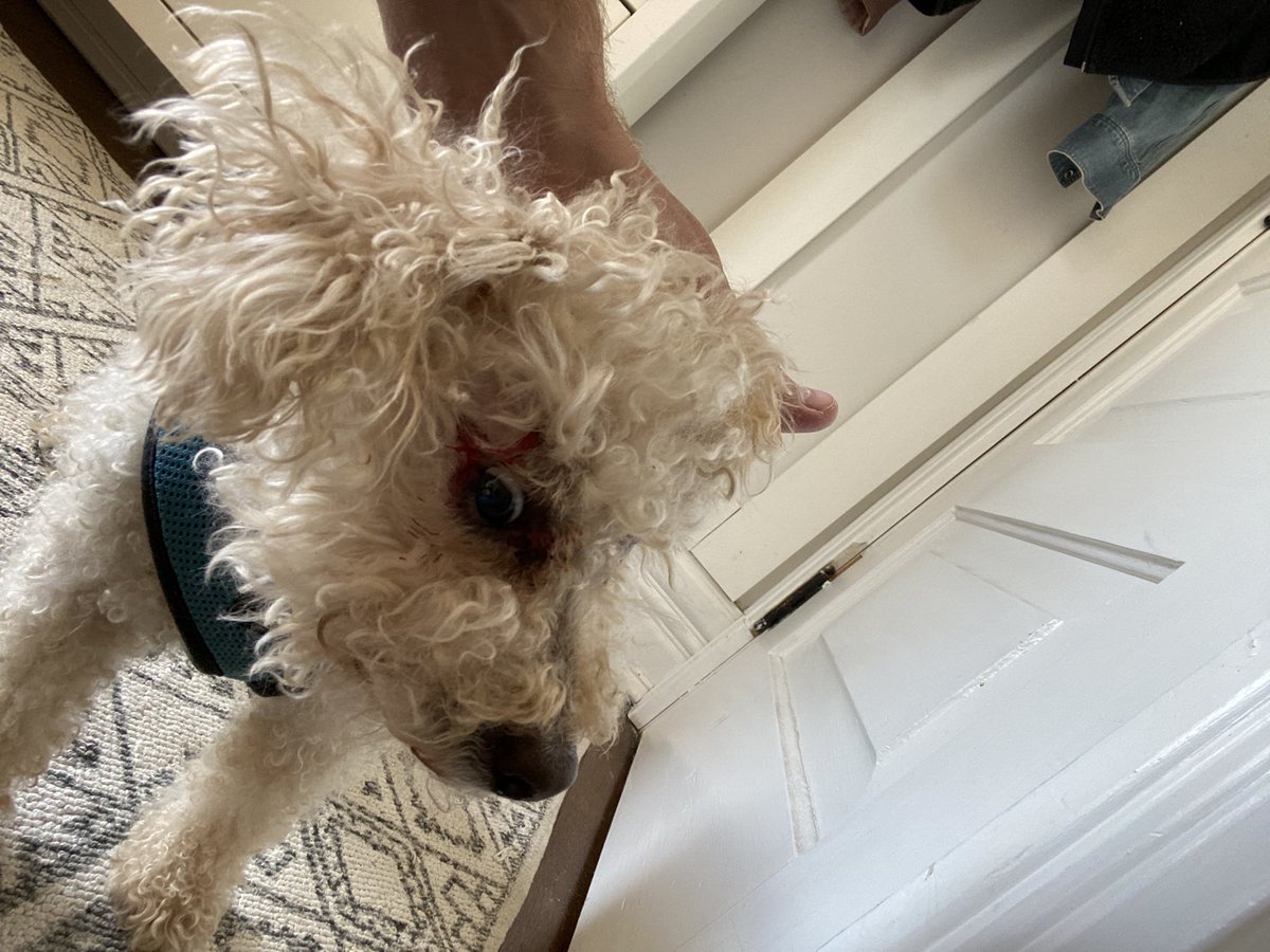 HunterScrumbles's tweet photo. That tiger finally caught up to me but you should he how bad he looks after the tangle. https://t.co/c1MxjOhMlD