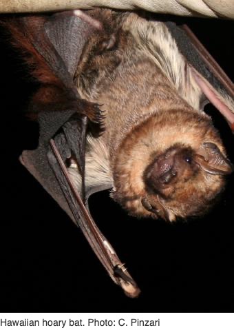 emthyroff's tweet photo. Hawai'i is home to only one native land mammal, the ‘ōpe‘ape‘a (Hawaiian hoary bat)! @NREM_UH graduate student @Hi_ForTheBats shared how protected grasslands and forests can help endangered bat populations. #NREMseminar

https://t.co/ntde0Pcaxe https://t.co/MskVeM9ngc